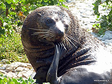 Otarie à fourrure - Kaikoura - Nouvelle Zélande